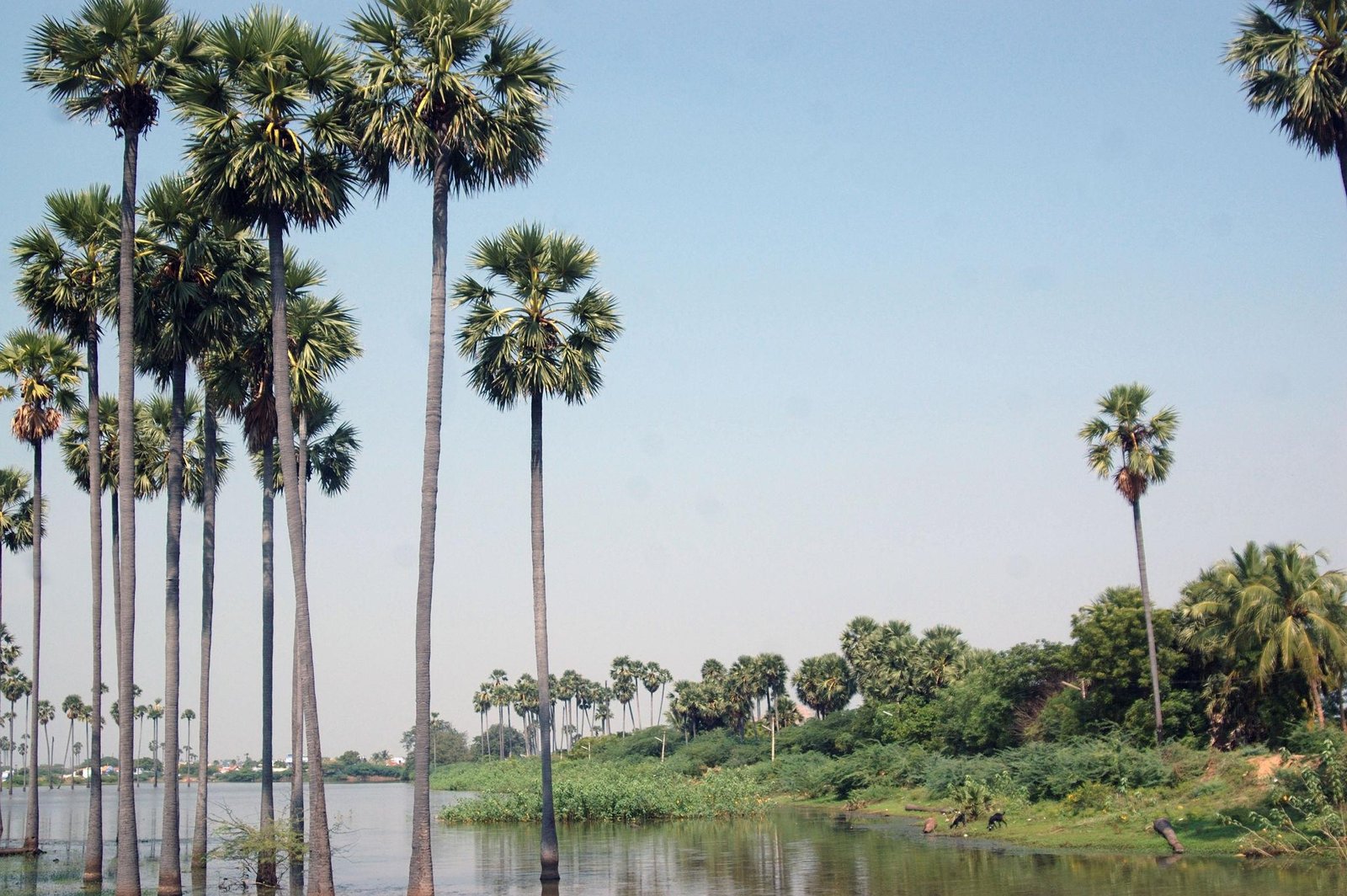 Tall Palmyra palms standing in water with reflections