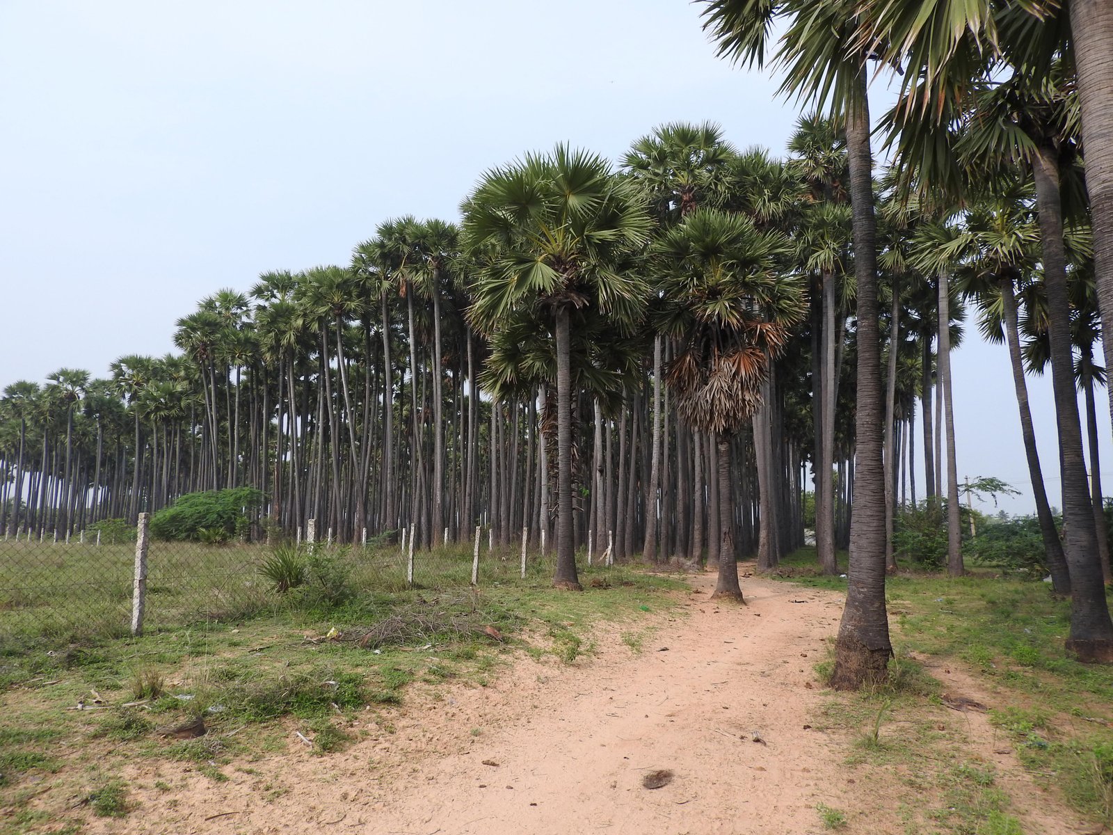 Dense Palmyra grove with a rural path through the trees