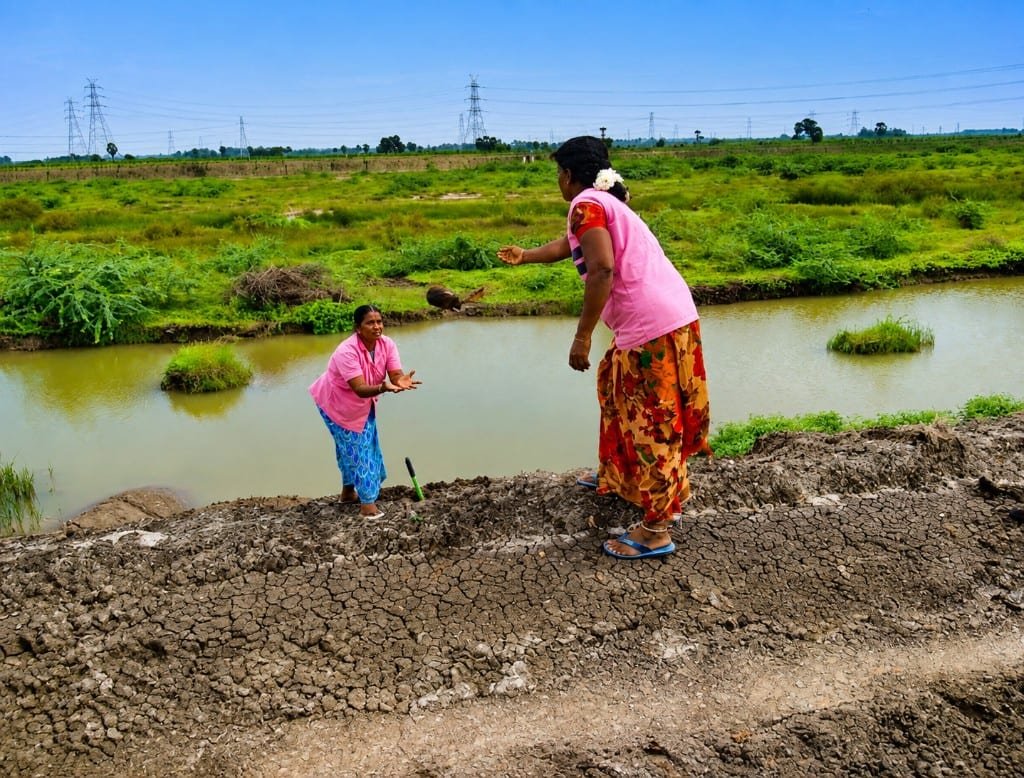 Community workers sowing Palmyra seeds along a waterbody bund in Thoothukudi