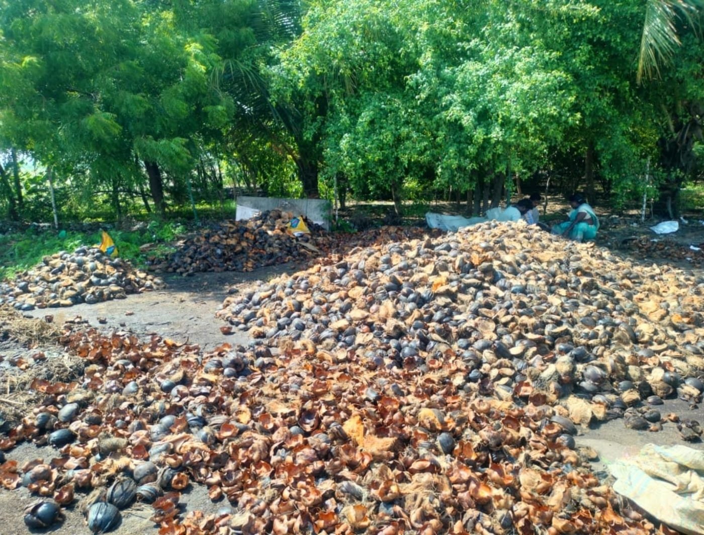 Palmyra seeds air drying in the field