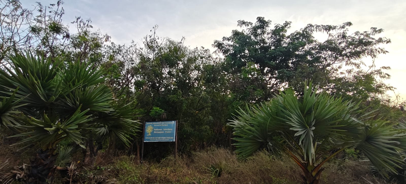 Established Palmyra palms with fan-shaped fronds in a conservation planting site