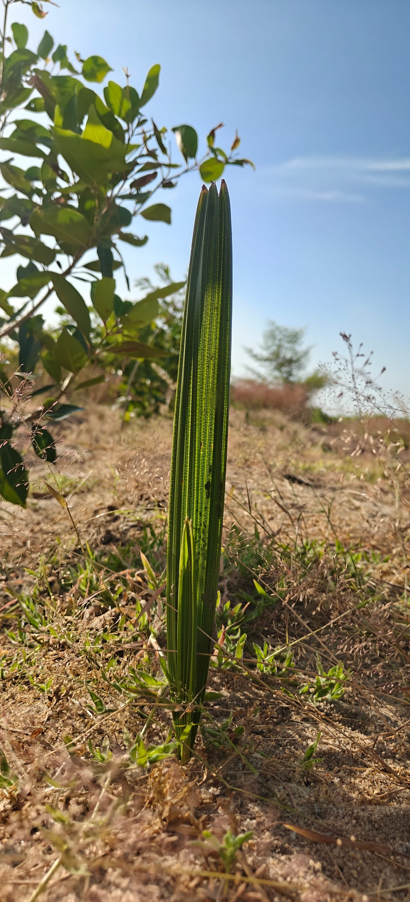 Young Palmyra seedling emerging from sandy soil